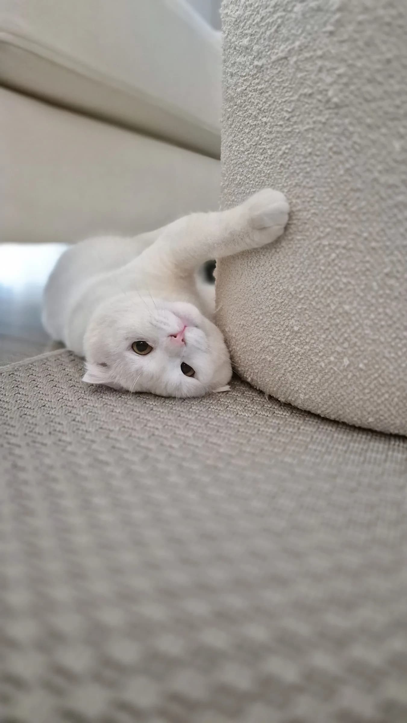Белый кот игриво перевернулся на мягком ковре у дивана